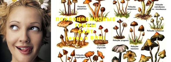 стаф Вяземский