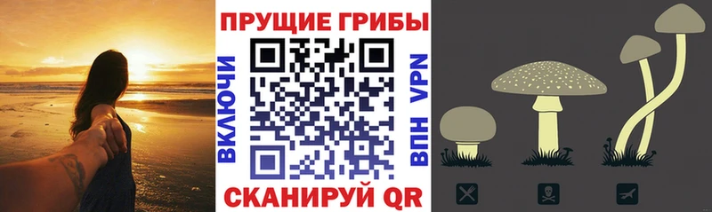Галлюциногенные грибы прущие грибы Горячий Ключ